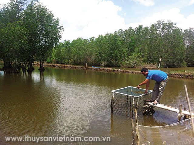 Mô hình nuôi tôm rừng phát triển mạnh tại tỉnh Bạc Liêu